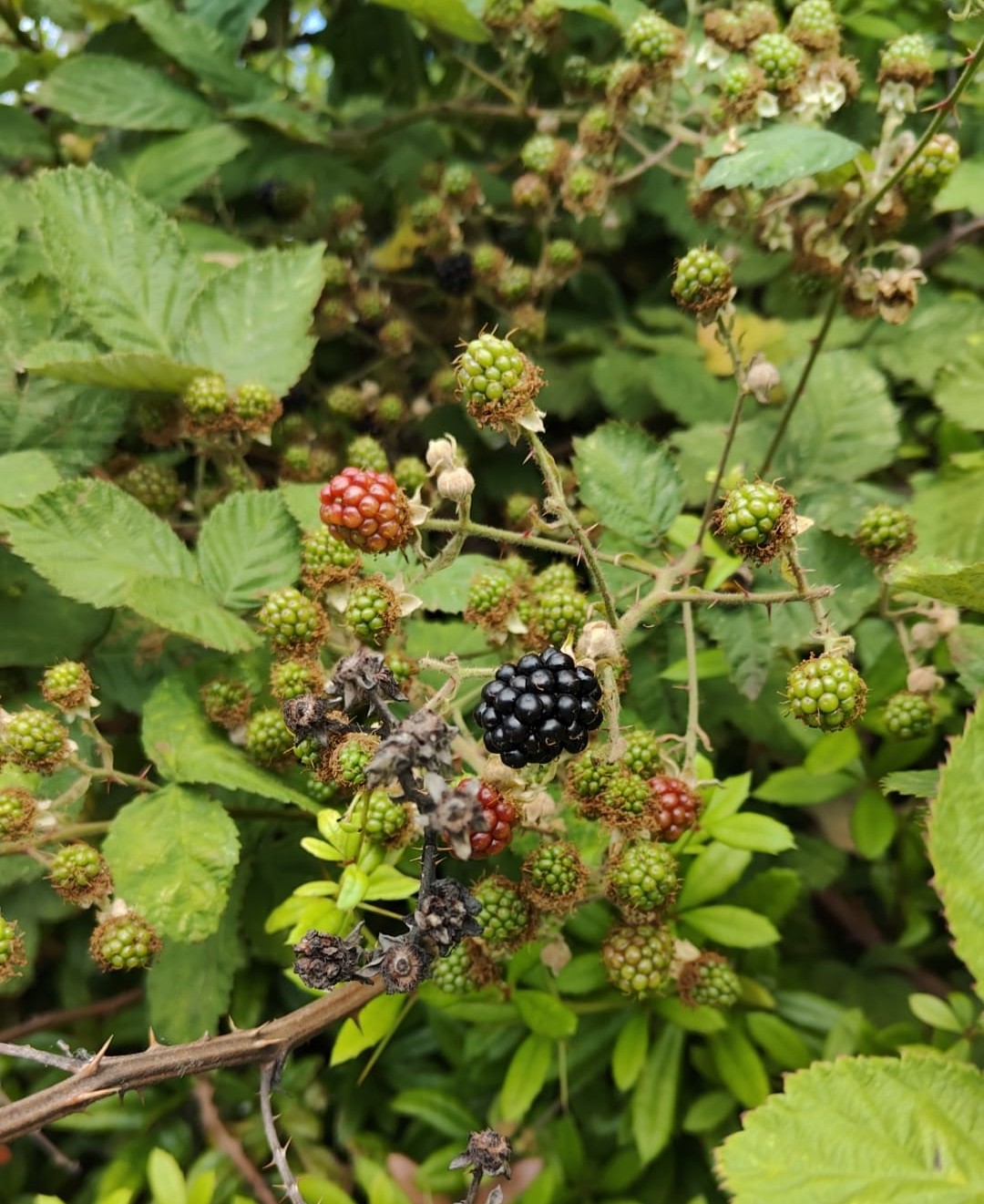 berries.jpg (302 KB)