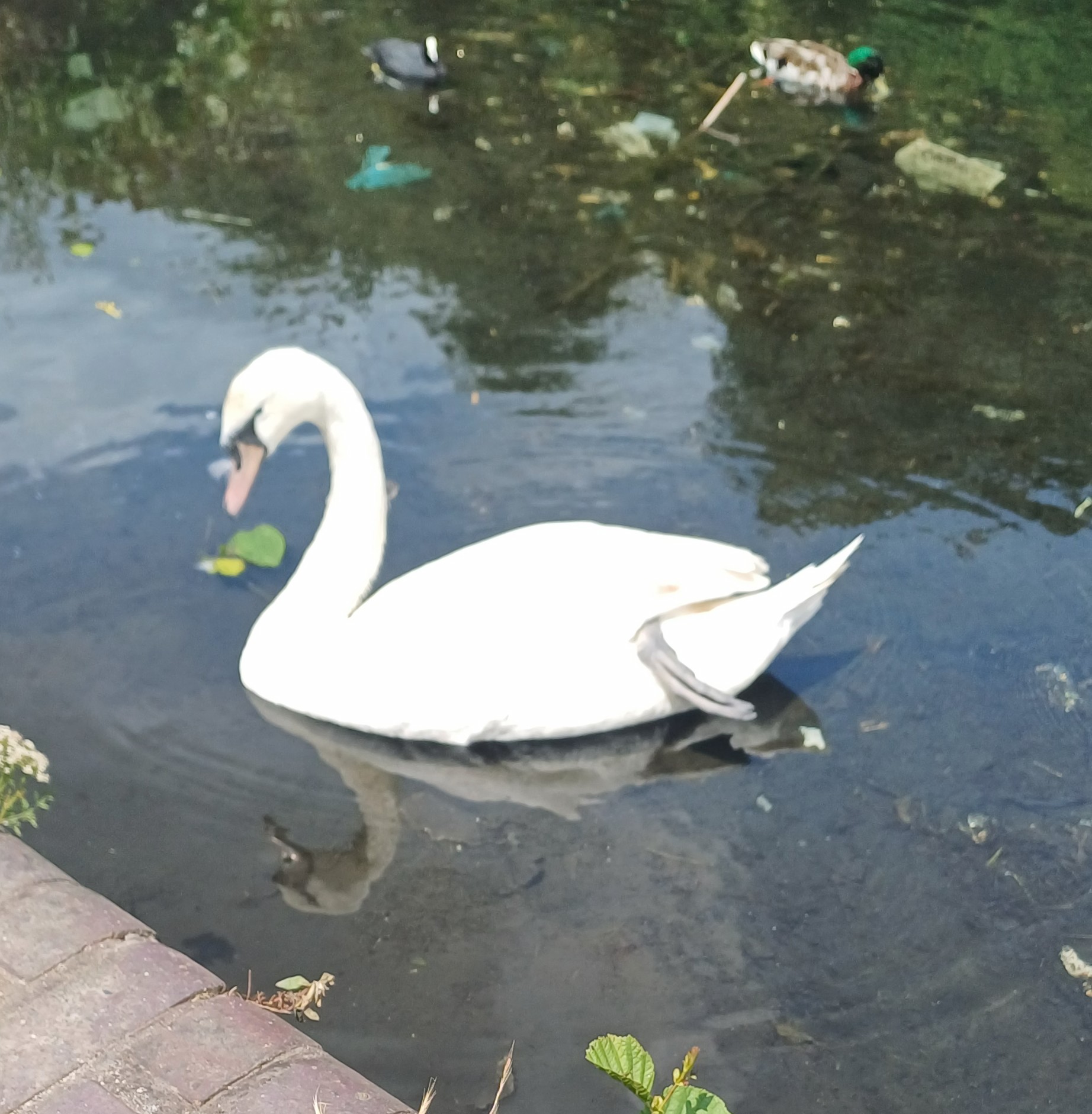 swan.jpg (487 KB)